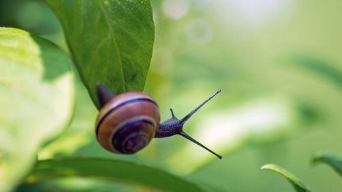 Close-up of snail on white surface