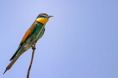 Low angle view of bird perching on branch against sky