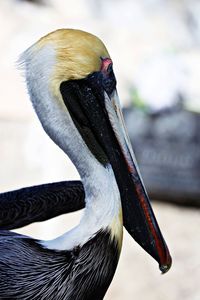 Close-up of a bird