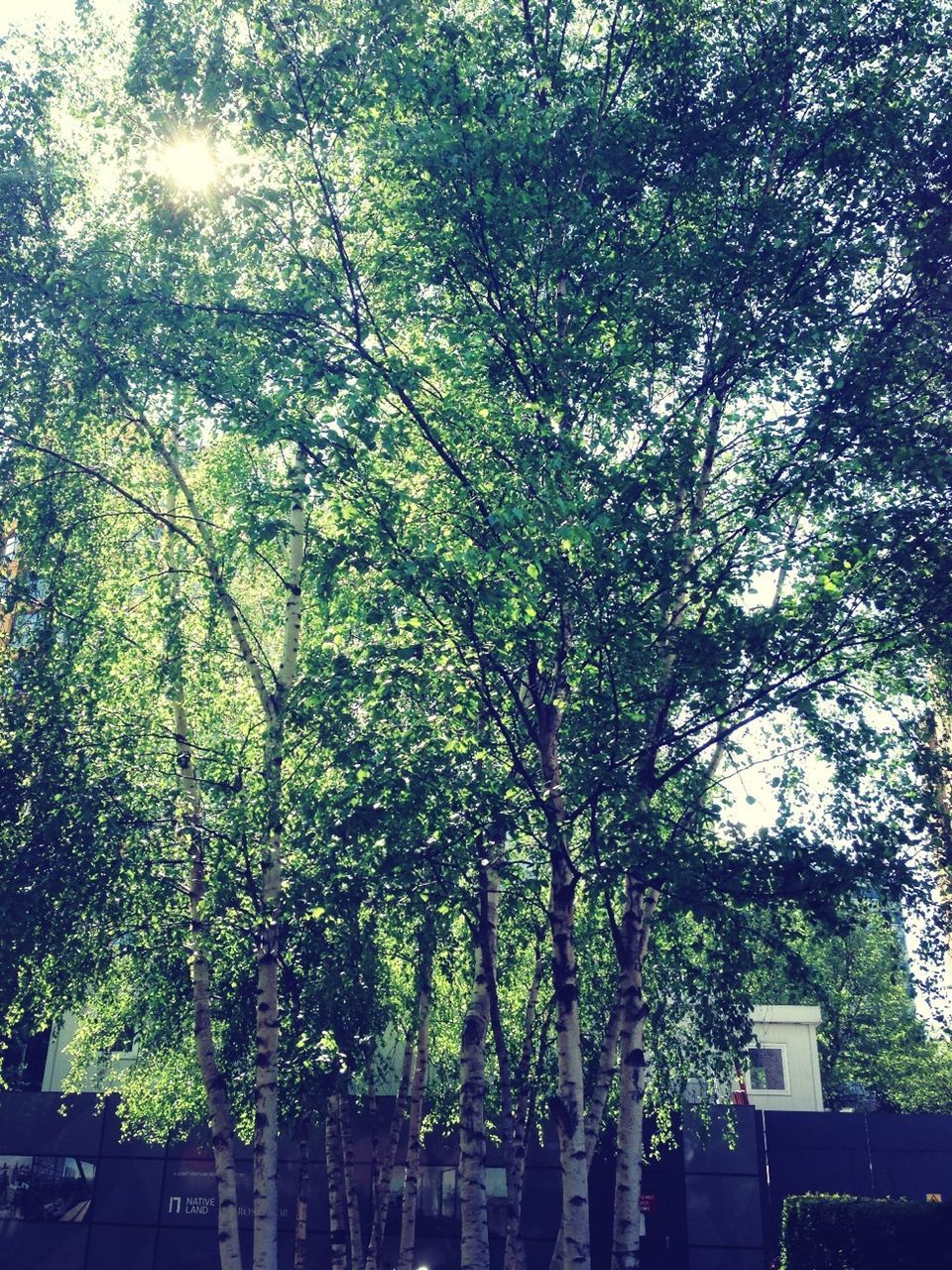 tree, growth, low angle view, branch, nature, tranquility, tree trunk, green color, beauty in nature, built structure, building exterior, day, outdoors, sunlight, no people, sky, lush foliage, architecture, tranquil scene, scenics
