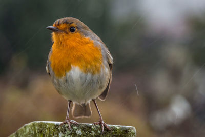 Close-up of bird perching on twig