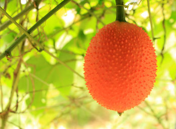 Close-up of strawberry hanging on plant