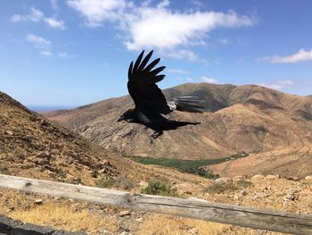 Side view of raven flying