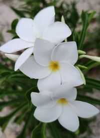 Close-up of white flowering plant