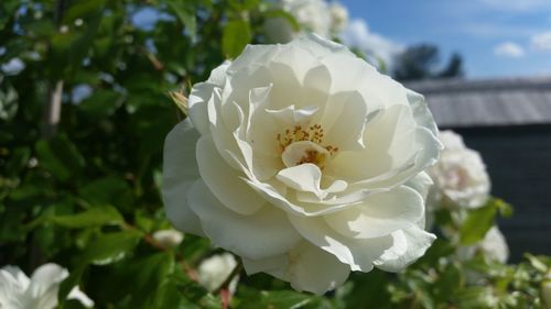 Close-up of flower blooming outdoors