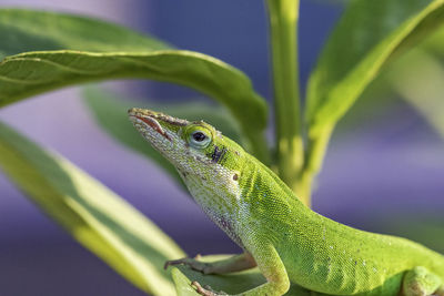 Close-up of lizard on leaf