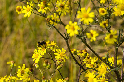 Yellow flowers on plant