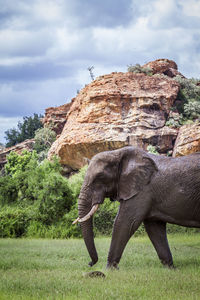 Side view of elephant on field against sky