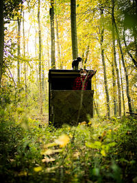 View of bamboo trees in forest