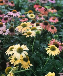 Close-up of yellow flowering plants in park