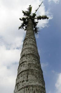 Low angle view of coconut palm tree against sky