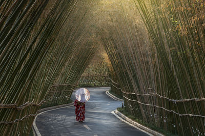 Bamboo forest at sunset in china