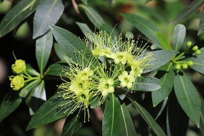 Close-up of plant