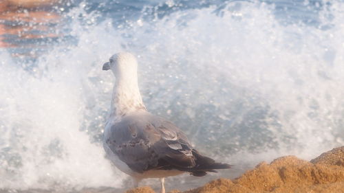 Close-up of swan swimming in water