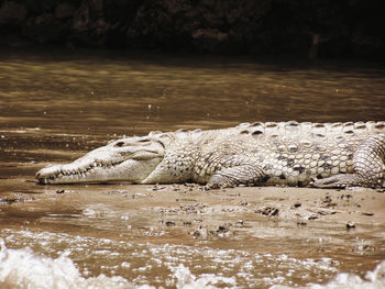 Crocodile in sumidero canyon.