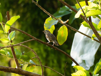 Low angle view of bird perching on tree