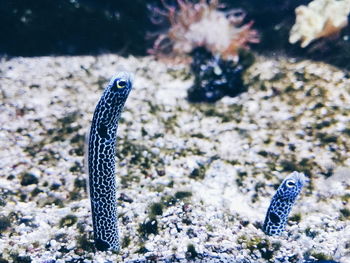 Close-up of fish on rock