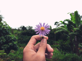 Cropped hand holding purple flowering plant