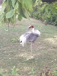 View of birds on land