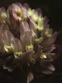 Close-up of fresh flowers blooming outdoors