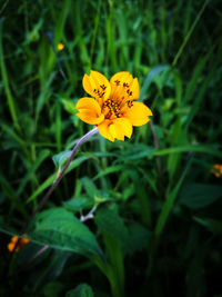 Close-up of yellow flower blooming outdoors