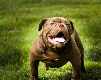 Close-up of a dog