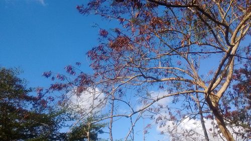 Low angle view of trees against blue sky