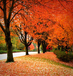 Trees during autumn