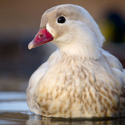 Close-up of duck