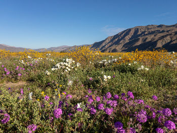 Scenic view of flowering plants and mountains against sky