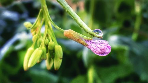 Close-up of flower on plant