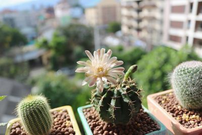 Close-up of succulent plant in pot