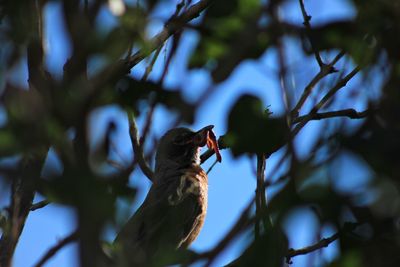Low angle view of bird carrying worm while perching on branch