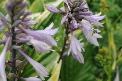 Close-up of purple flowering plant