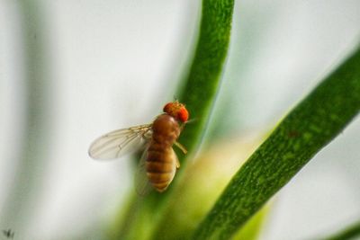 Close-up of insect on leaf