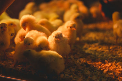 Close-up of young chickens at coop