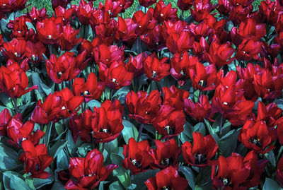 Full frame shot of red tulips