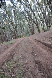 Dirt road amidst trees in forest