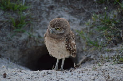 Close-up of bird