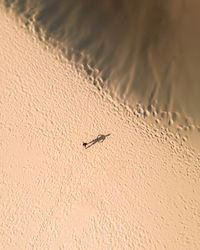 Directly above shot of man at beach