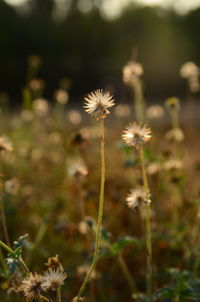 Close-up of white flowers