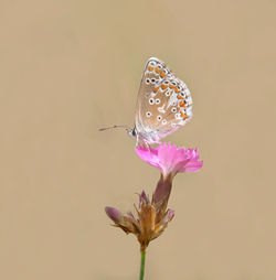 Close-up of butterfly pollinating on pink flower