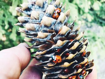 Close-up of person holding hand