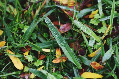 Close-up view of plants