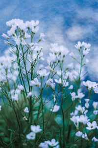 Close-up of white flowering plants on field