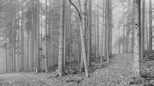 Trees in forest