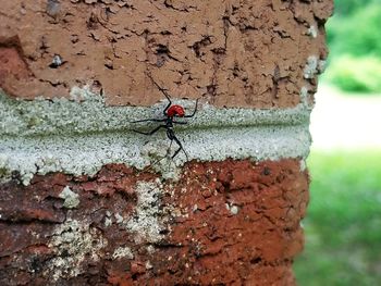 Close-up of insect