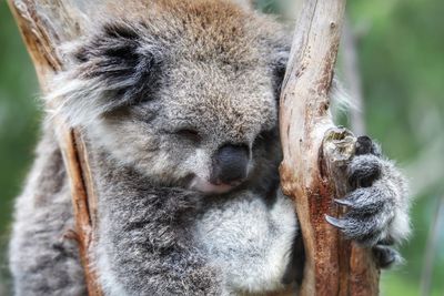 Close-up of lion sleeping on tree