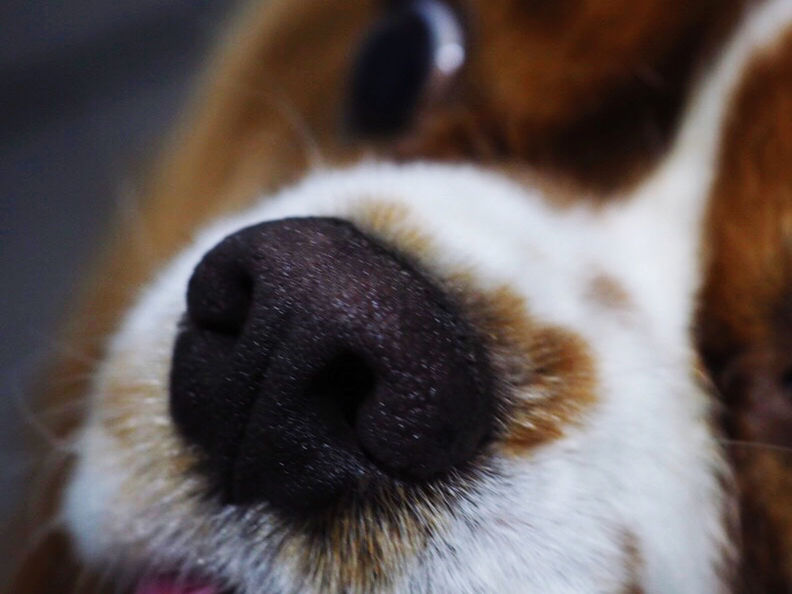 CLOSE-UP OF DOG WITH EYES CLOSED