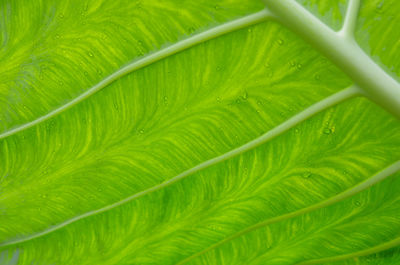 Close-up of green leaves